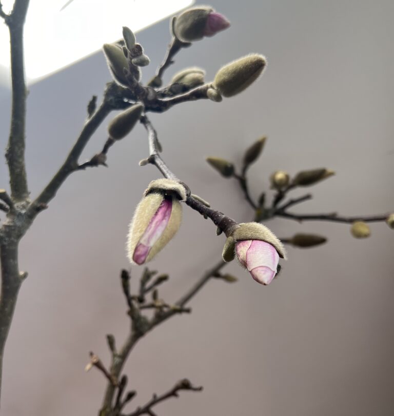 Nahaufnahme von Knospen